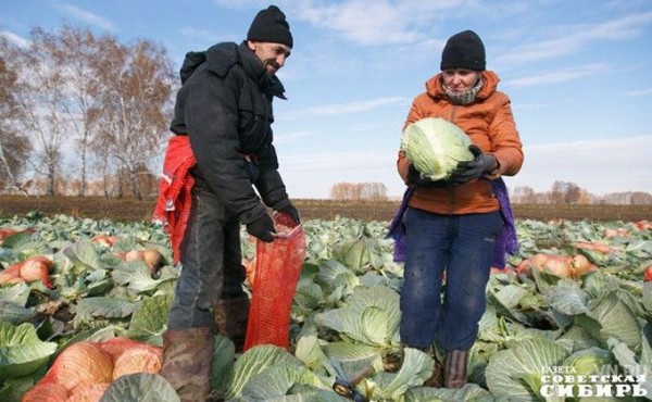 Фермеры-&laquo;агростартаперы&raquo; получат гранты в рамках нацпроекта