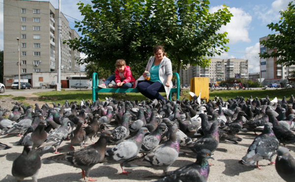 Смерть под колесами: почему голуби перестали бояться машин? Смерть под колесами: почему голуби перестали бояться машин?