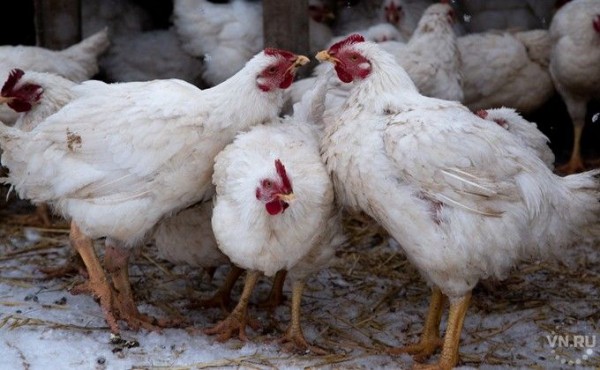 Зарплату курами получали работники Коченевской птицефабрики Зарплату курами получали работники Коченевской птицефабрики