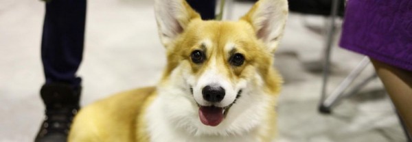 Ретриверы, корги и цвергшнауцеры: 100 пород собак показали на выставке