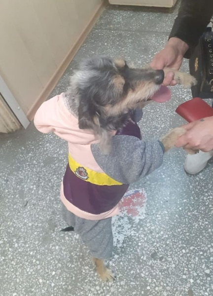 &laquo;Поймаю &ndash; разорву&raquo;: в Новосибирске ограбили собаку