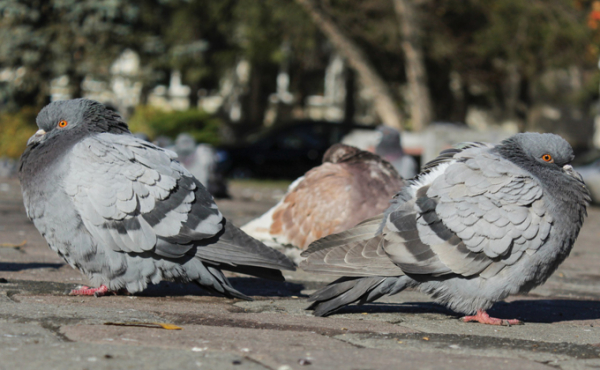 Смерть под колесами: почему голуби перестали бояться машин? Смерть под колесами: почему голуби перестали бояться машин?