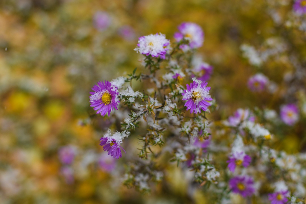 Три дня до зимы: радуемся первому снегу и готовимся к холодам Три дня до зимы: радуемся первому снегу и готовимся к холодам