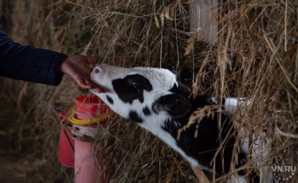 Рабочий день сократили сельским женщинам Рабочий день сократили сельским женщинам