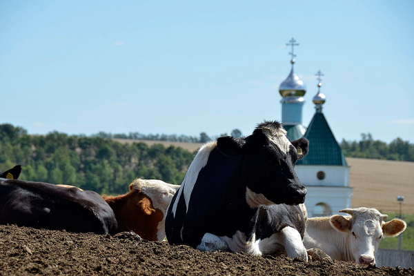 Чтобы ликвидировать село, достаточно закрыть в нем школу и больницу Чтобы ликвидировать село, достаточно закрыть в нем школу и больницу