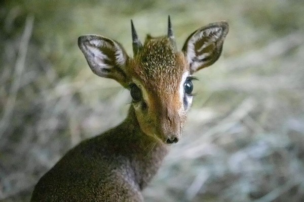 «Какая милота!»: у пугливых антилоп родился детеныш в Новосибирском зоопарке