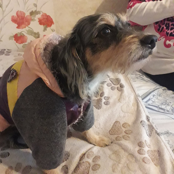 &laquo;Поймаю &ndash; разорву&raquo;: в Новосибирске ограбили собаку