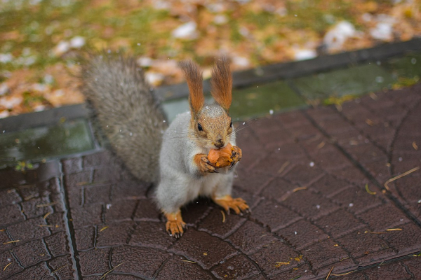 Три дня до зимы: радуемся первому снегу и готовимся к холодам Три дня до зимы: радуемся первому снегу и готовимся к холодам