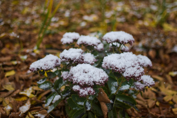 Три дня до зимы: радуемся первому снегу и готовимся к холодам Три дня до зимы: радуемся первому снегу и готовимся к холодам
