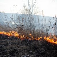 В районах Новосибирской области ожидается высокая пожароопасность. МЧС призывает жителей быть осторожней с огнем