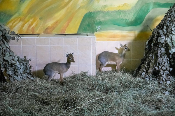 «Какая милота!»: у пугливых антилоп родился детеныш в Новосибирском зоопарке