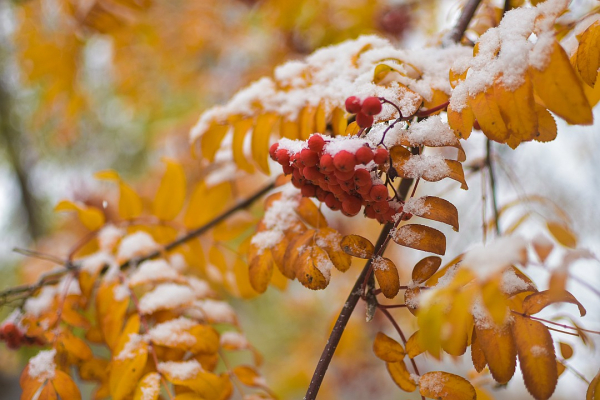 Три дня до зимы: радуемся первому снегу и готовимся к холодам Три дня до зимы: радуемся первому снегу и готовимся к холодам