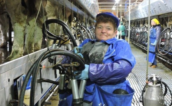 По Гитам и Зитам скучает заслуженная доярка из Искитимского района По Гитам и Зитам скучает заслуженная доярка из Искитимского района