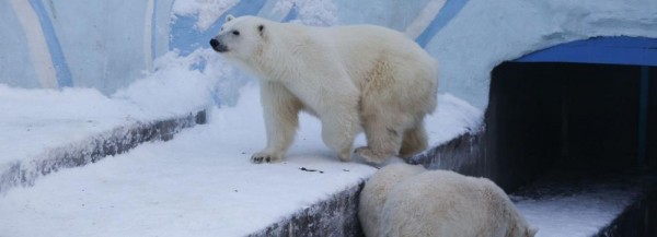 Белые медвежата исследуют первые льдины в Новосибирском зоопарке