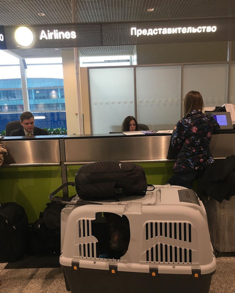 Пса депутата, выбежавшего из клетки, чуть не потеряли в самолете