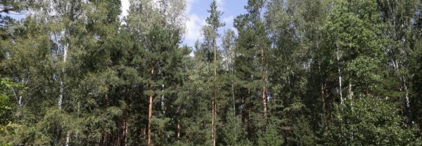 В Новосибирской области усилят борьбу с теневым оборотом древесины В Новосибирской области усилят борьбу с теневым оборотом древесины