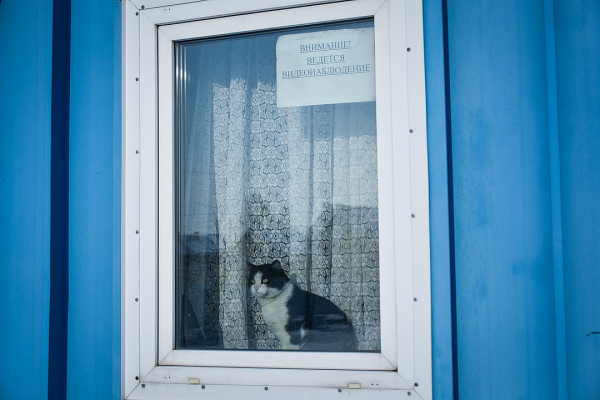 Пожарный с лапками: котенок, спасенный из огня, теперь сам ездит на вызовы