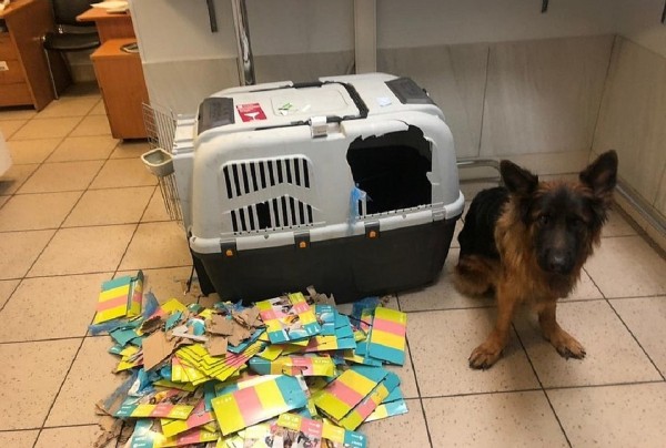 Пса депутата, выбежавшего из клетки, чуть не потеряли в самолете
