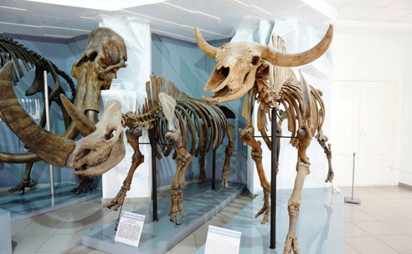 Теплое море вместо Новосибирска было миллионы лет до нашей эры