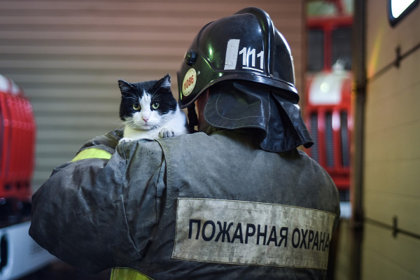 Пожарный с лапками: котенок, спасенный из огня, теперь сам ездит на вызовы