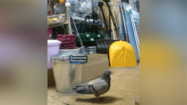 Травмированный голубь второй год живёт в магазине Новосибирска