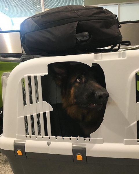 Пса депутата, выбежавшего из клетки, чуть не потеряли в самолете