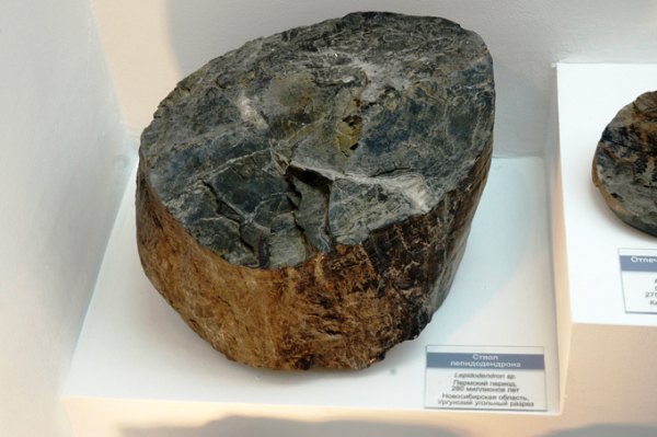 Теплое море вместо Новосибирска было миллионы лет до нашей эры