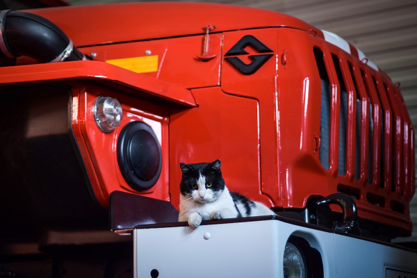 Пожарный с лапками: котенок, спасенный из огня, теперь сам ездит на вызовы