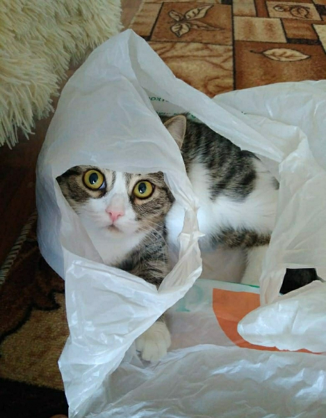 &laquo;Хотел быть огромным, как железный Шварценеггер&raquo;: накаченный сибиряк показал свои мускулы