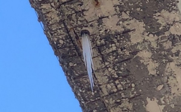 Гигантские сосульки под Коммунальным мостом угрожают прохожим на Михайловской набережной Гигантские сосульки под Коммунальным мостом угрожают прохожим на Михайловской набережной