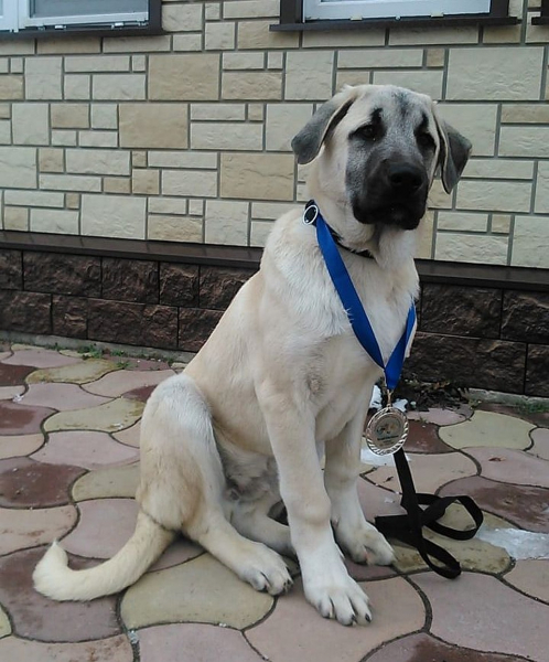 «Это что? Такая охота?»: неизвестный на снегоходе расстрелял редких овчарок «Это что? Такая охота?»: неизвестный на снегоходе расстрелял редких овчарок