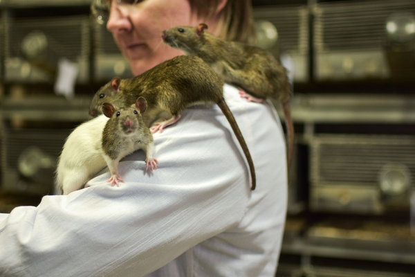 Ученые с помощью крыс хотят избавить мир от злости