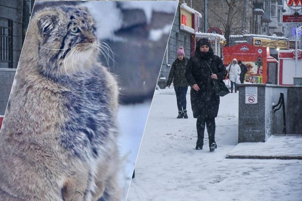 На Новосибирск обрушился ледяной дождь: онлайн-трансляция и самые яркие фото непогоды