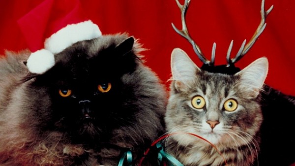 Новогодняя ночь в Новосибирске будет снежной и тёплой