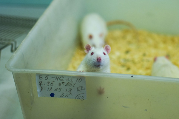 Ученые с помощью крыс хотят избавить мир от злости