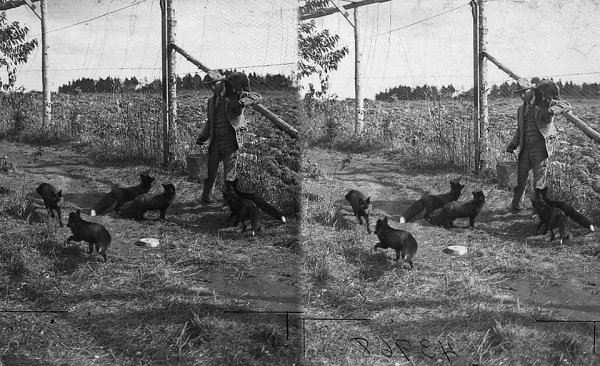 Истерика вокруг домашних лис: американцы хотели высмеять сибирских ученых, но сами опростоволосились