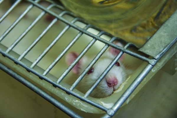 Ученые с помощью крыс хотят избавить мир от злости