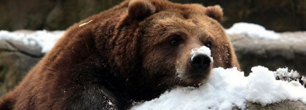 Выгул бурых медведей возмутил жителей Марусино