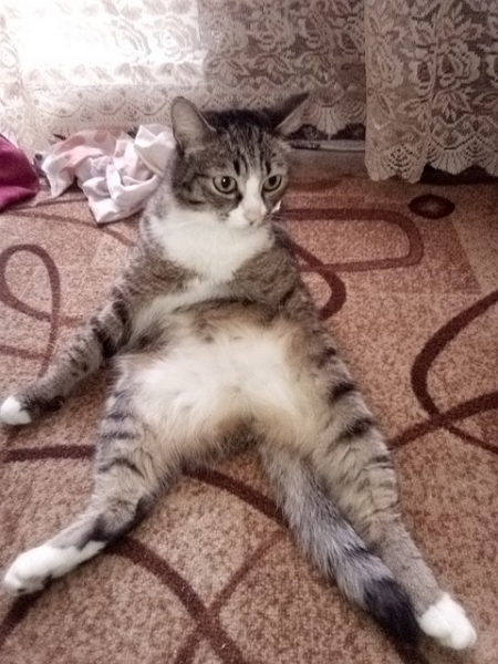 Даже котики делают зарядку: только посмотрите на эту «пушистую» йогу Даже котики делают зарядку: только посмотрите на эту «пушистую» йогу