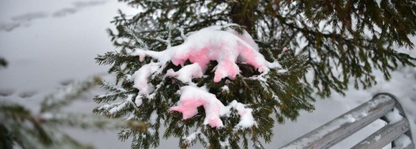 Новосибирские лесники поймали охотника за&nbsp;ёлками