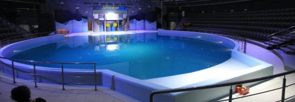 Бесстрашный Санта устраивает заплывы с&nbsp;акулами в&nbsp;Новосибирске