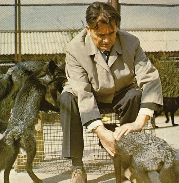 Истерика вокруг домашних лис: американцы хотели высмеять сибирских ученых, но сами опростоволосились