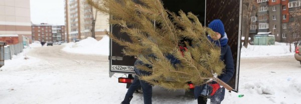 &laquo;Раз, два, три! Ёлочка, расти!&raquo;&nbsp;&mdash; новосибирцев зовут на&nbsp;новогоднюю эко-акцию