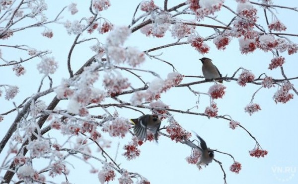 Погода 23-29 декабря в Новосибирске: похолодание под -30°С Погода 23-29 декабря в Новосибирске: похолодание под -30°С