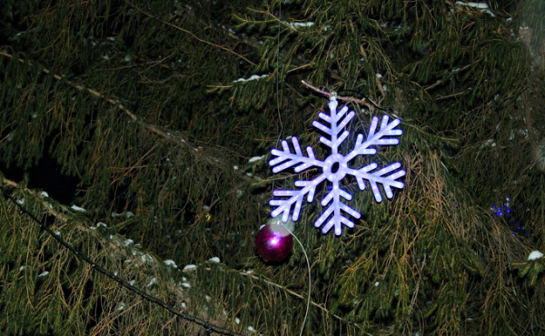 Елки в районах Новосибирской области: самые первые