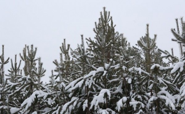Зеленый щит создали вокруг Новосибирска Зеленый щит создали вокруг Новосибирска