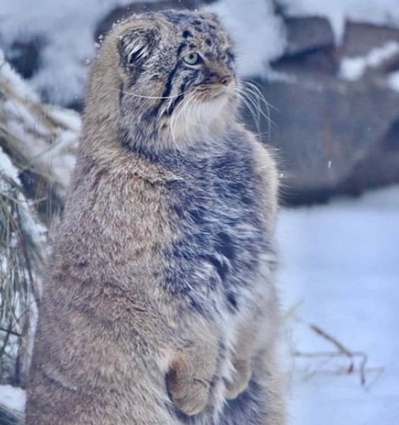 На Новосибирск обрушился ледяной дождь: онлайн-трансляция и самые яркие фото непогоды