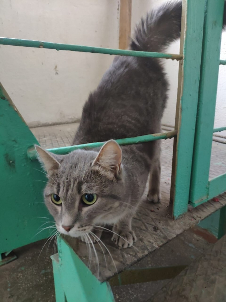 «Я могла их спасти»: соседка отчима, убившего пятилетнюю девочку, знала о регулярных побоях «Я могла их спасти»: соседка отчима, убившего пятилетнюю девочку, знала о регулярных побоях