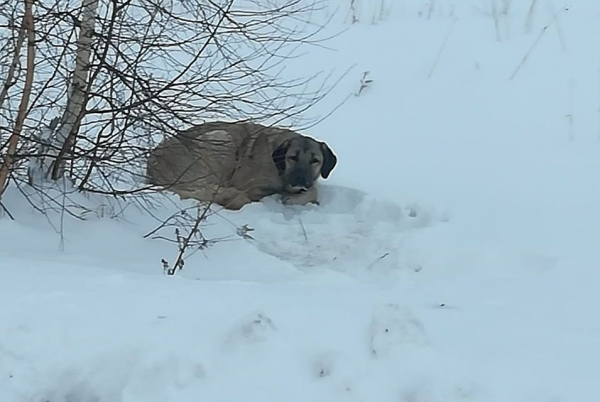 «Это что? Такая охота?»: неизвестный на снегоходе расстрелял редких овчарок «Это что? Такая охота?»: неизвестный на снегоходе расстрелял редких овчарок
