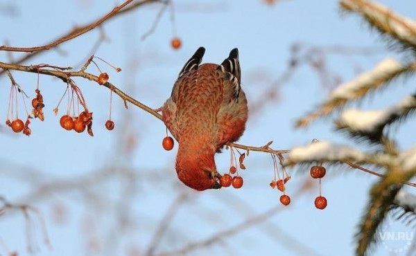 &laquo;Финские петухи&raquo; заполонили Новосибирск